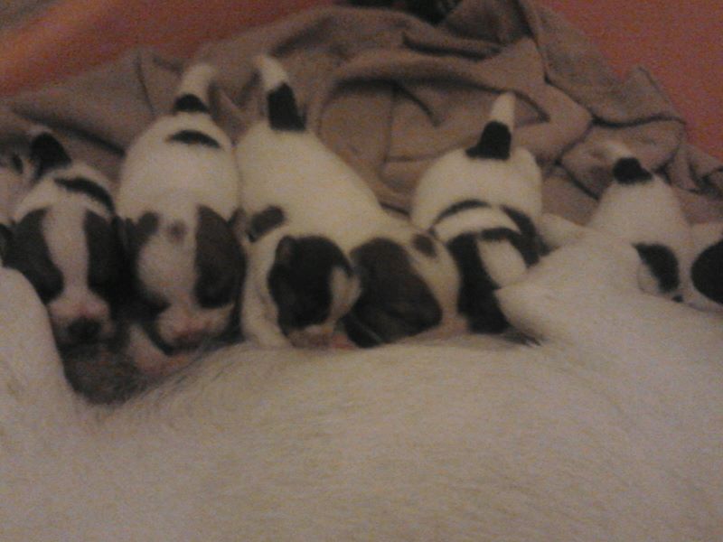 Cuccioli apr. 2016