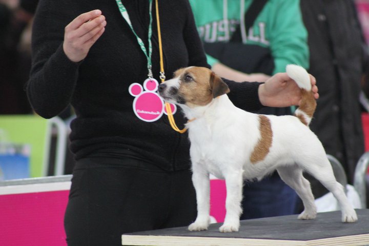 Cuccioli jack russel Vicenza