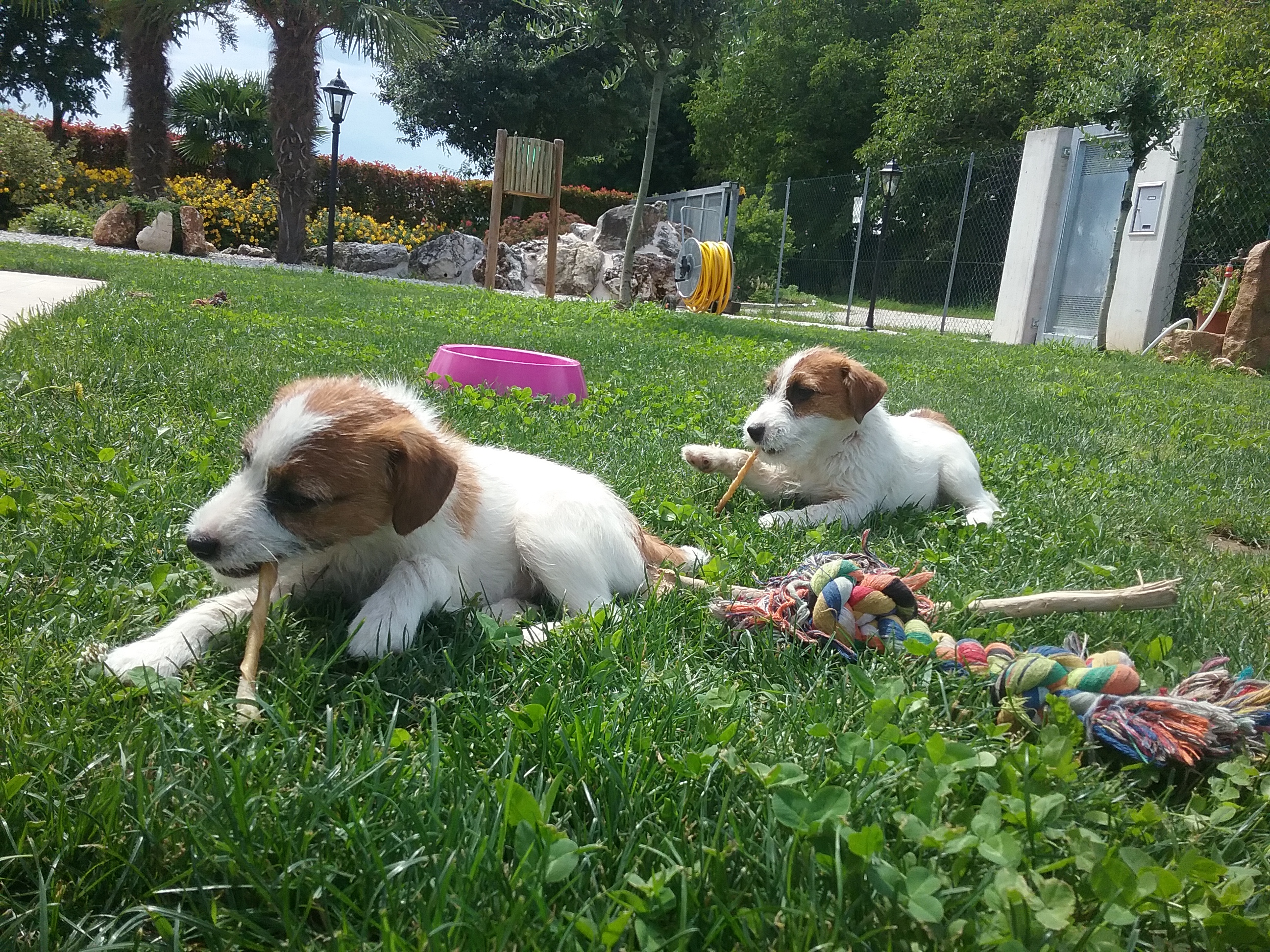 Cuccioli di jack russel terrier