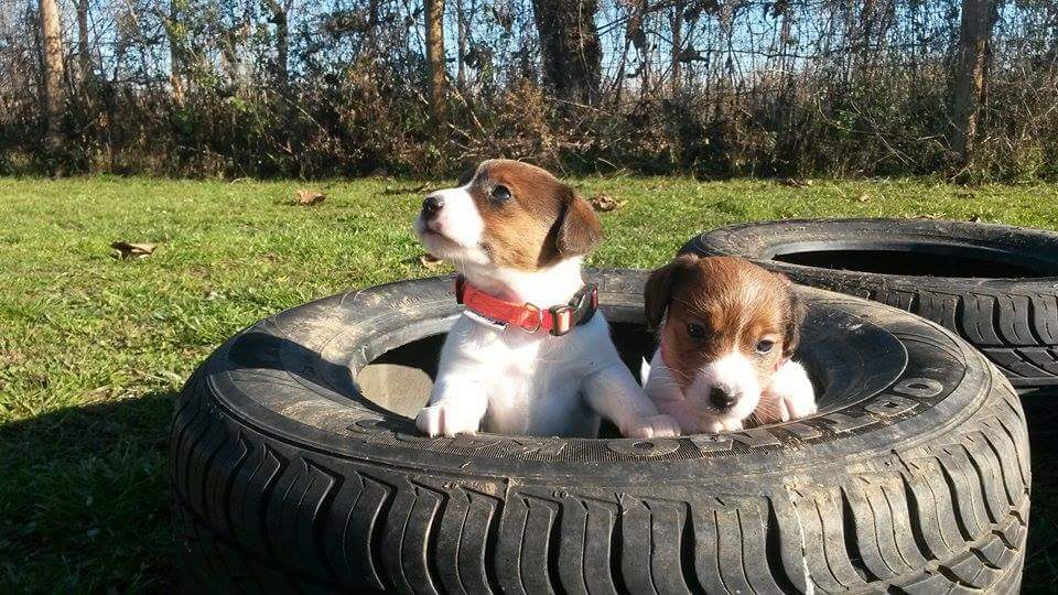 cuccioli jack russel