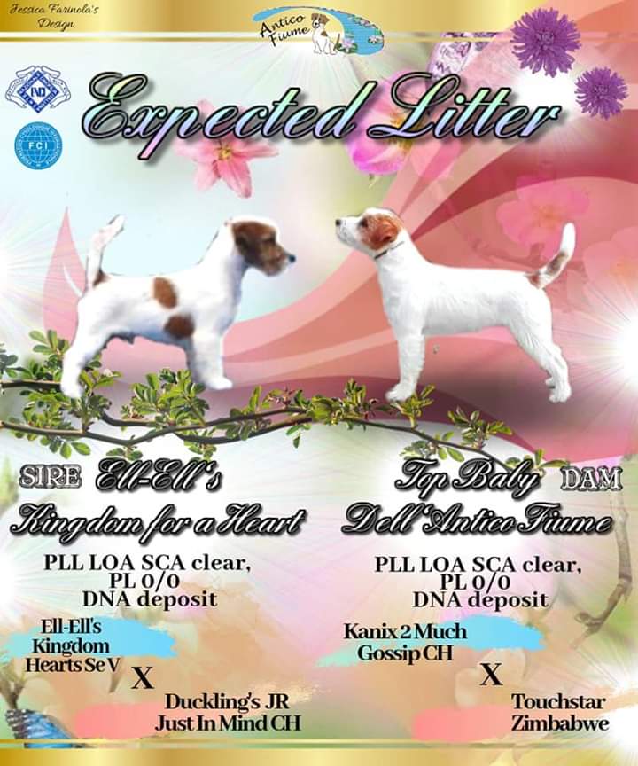 Top Baby dell'Antico Fiume X Ell Ell's King Dom for a Heart